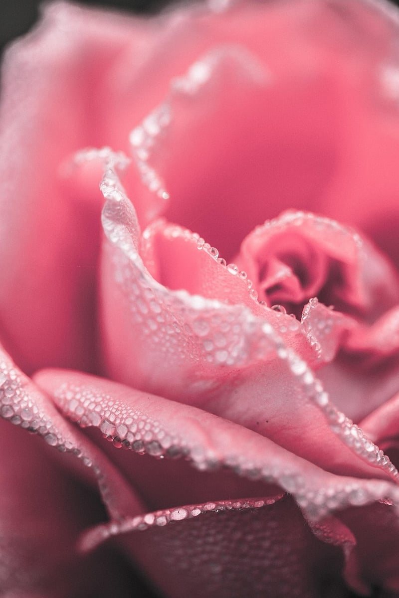 Floral Delights